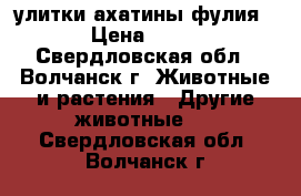 улитки ахатины фулия › Цена ­ 50 - Свердловская обл., Волчанск г. Животные и растения » Другие животные   . Свердловская обл.,Волчанск г.